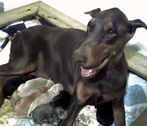 1 day old Doberman Puppies