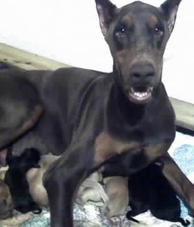1 day old Doberman Puppies