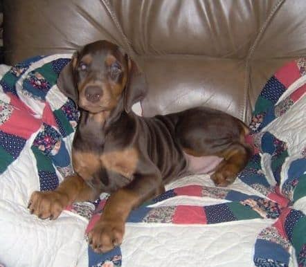 Doberman Pinscher puppy red and rust female