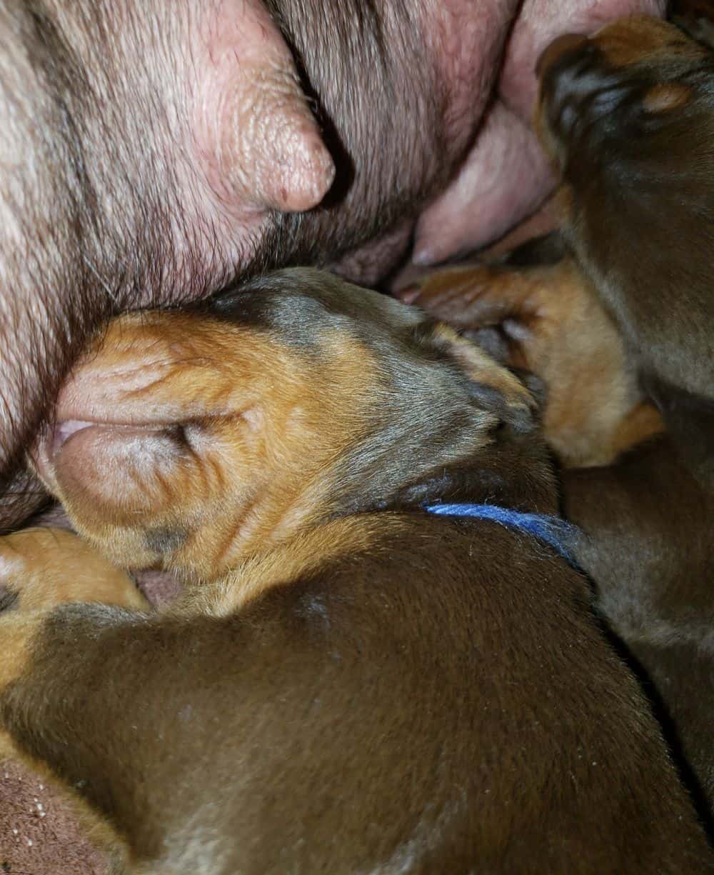Doberman puppies at 2 weeks old