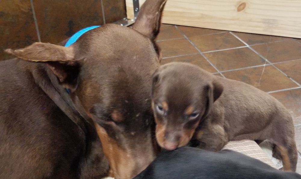Doberman pinscher puppies with mom