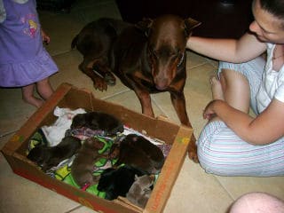 doberman pups