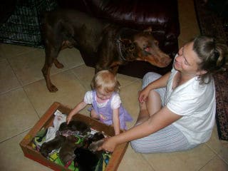 doberman pups