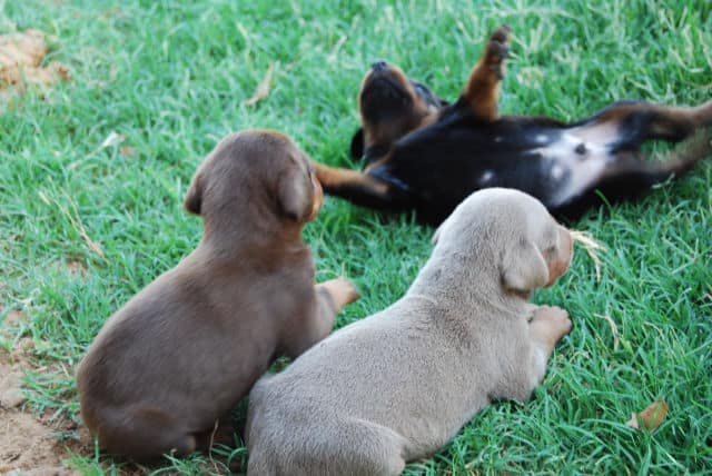 fawn, red, black doberman puppies