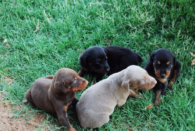 fawn, red, black doberman puppies