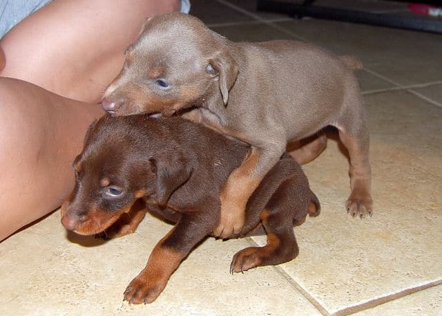 fawn and red female doberman puppies