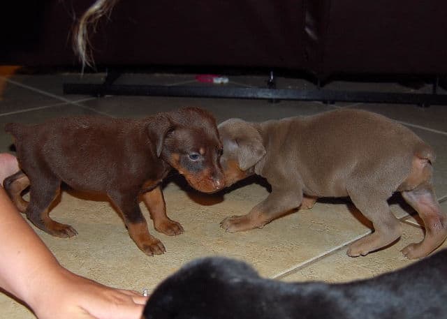 fawn, red, black doberman puppies