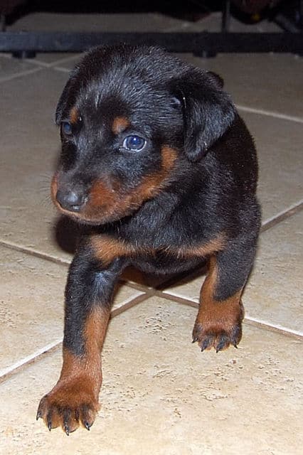 black male doberman puppy