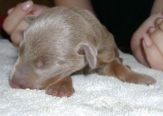 doberman pup