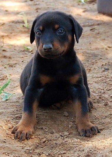 black and rust male doberman pup