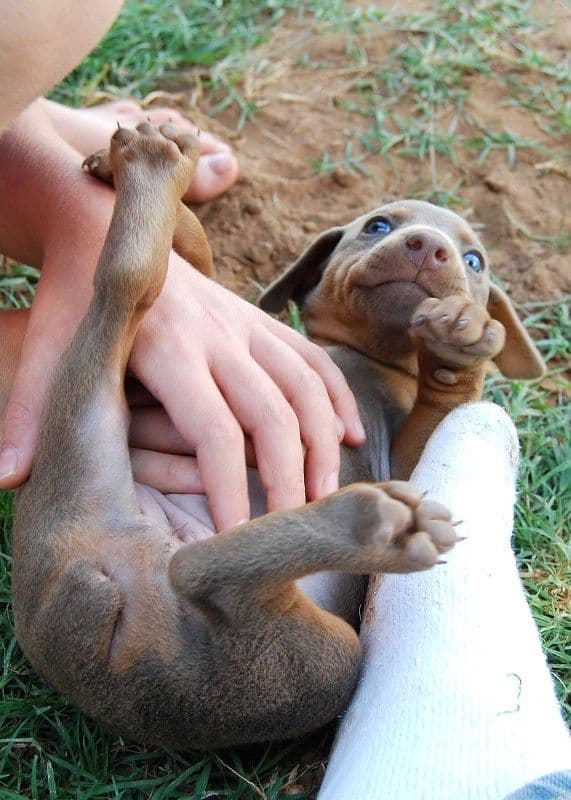 fawn and rust female doberman pup