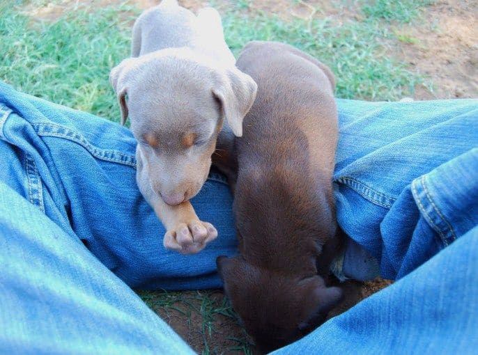 red and fawn female dobie pups