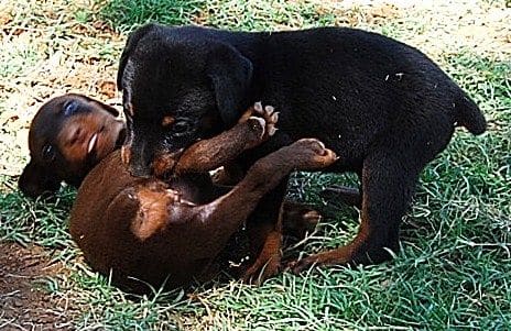 doberman puppies playing