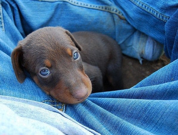 red and rust female doberman pup