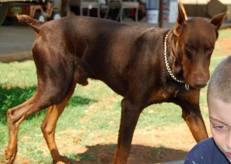 doberman adult male - father of pups