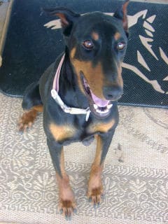 black and rust female doberman dam