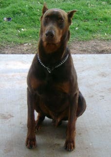 father of doberman pups