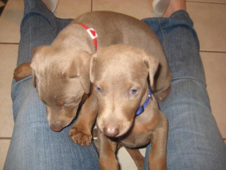 reds and fawns doberman puppies