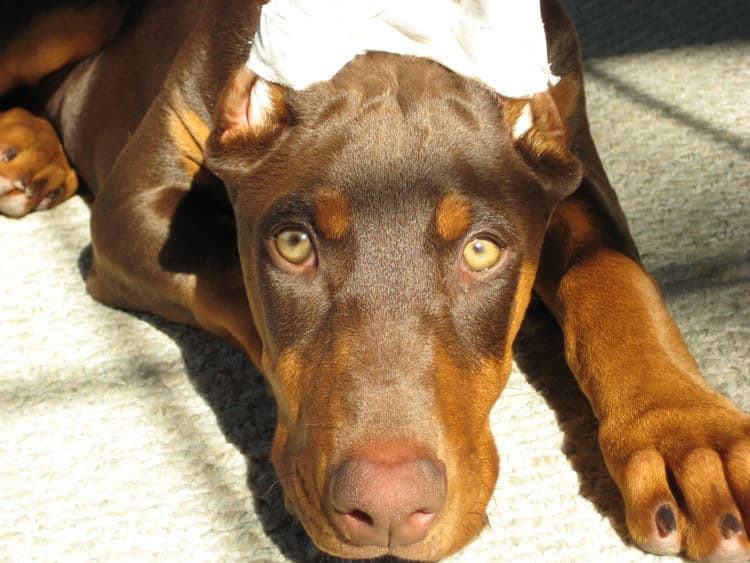 red and rust doberman female