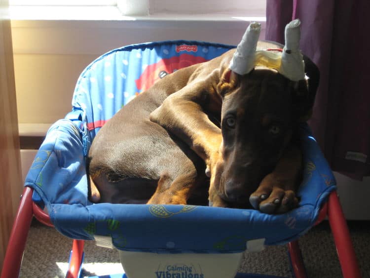 red and rust doberman female