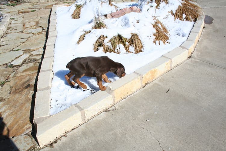 doberman puppy checking out snow first time