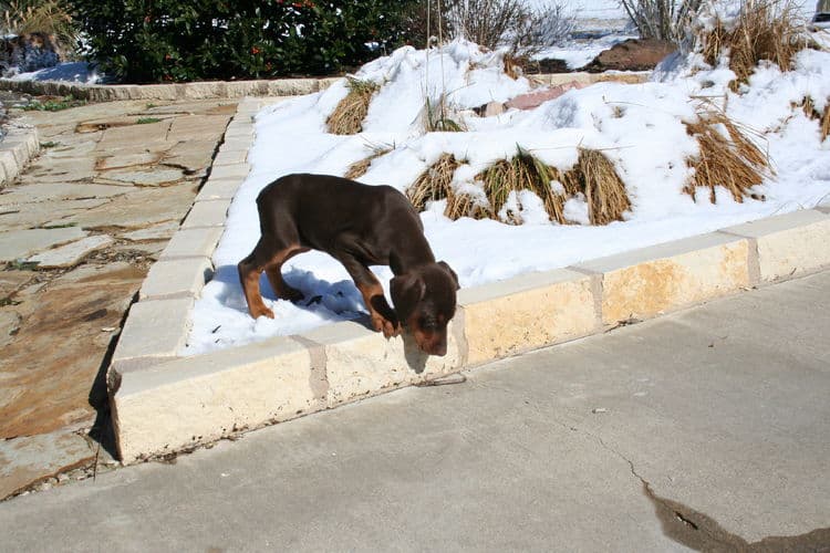 doberman puppy checking out snow first time