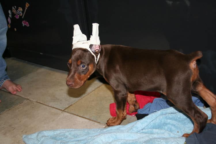 red and rust ear cropped doberman pup