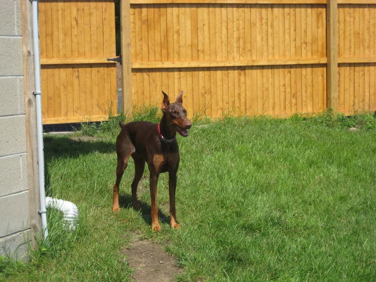 red and rust doberman female