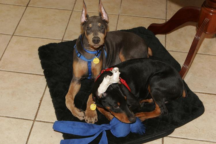 blue and rust male and black and rust male dobie pups