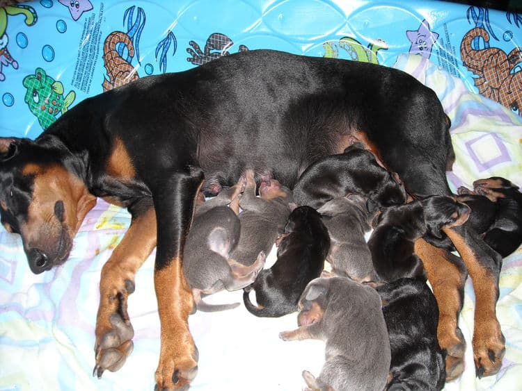 doberman puppies just day old