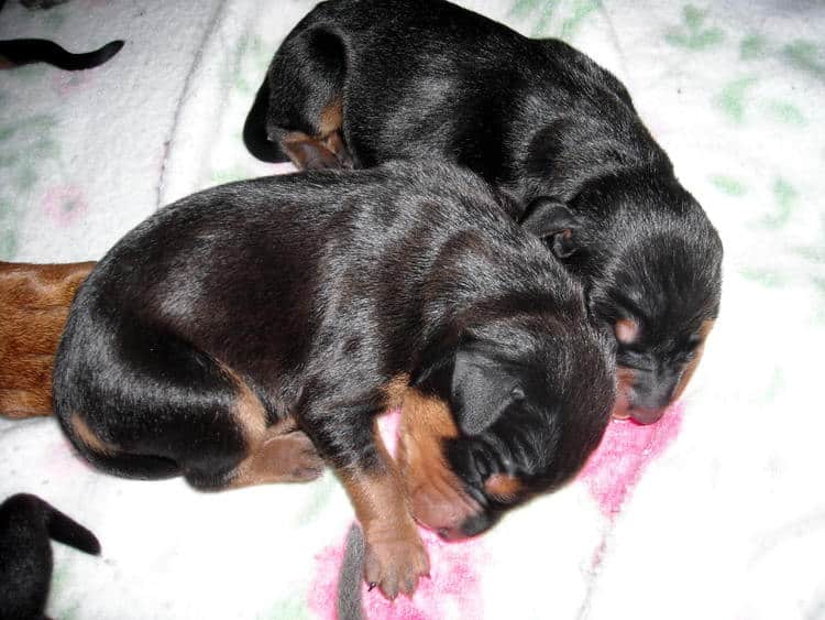 doberman puppies just day old