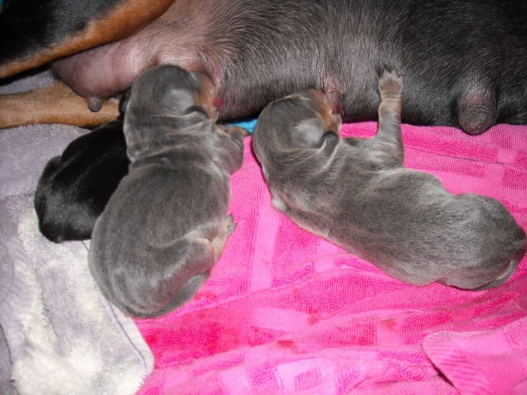 day old doberman puppies
