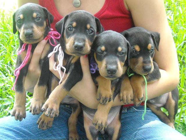 black and rust doberman pups