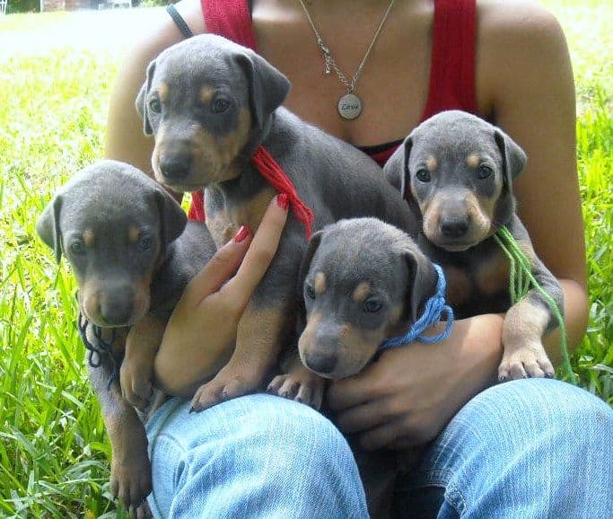 blue and rust doberman pups