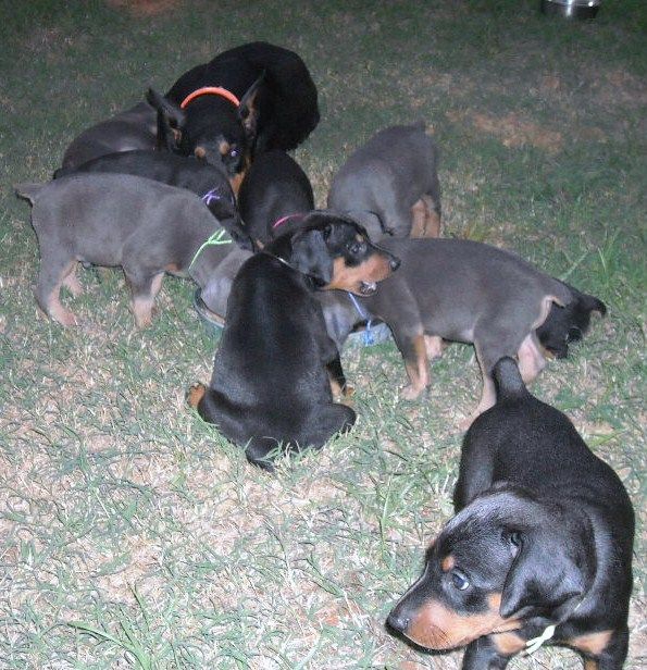 5 week old dobe puppies