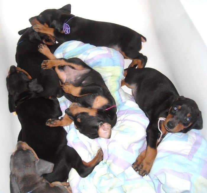 5 week old dobe puppies
