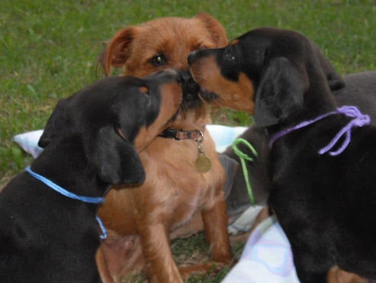 doberman puppy black female and male