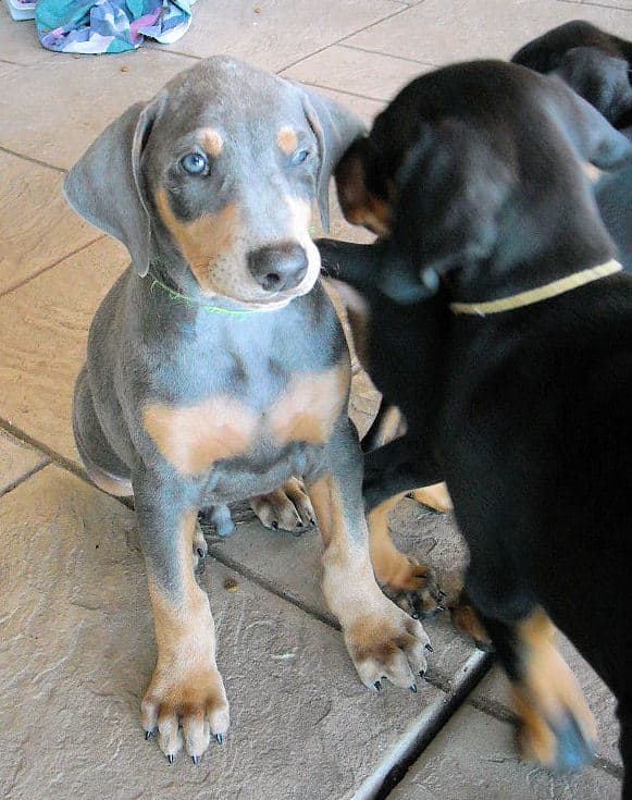blue and rust male dobie pups