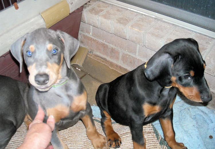 blue and rust and black and rust male dobie pups
