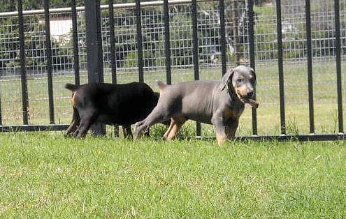 blue and rust and black and rust male dobie pups