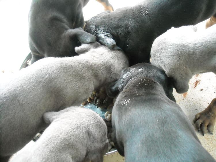 doberman puppies first food experience
