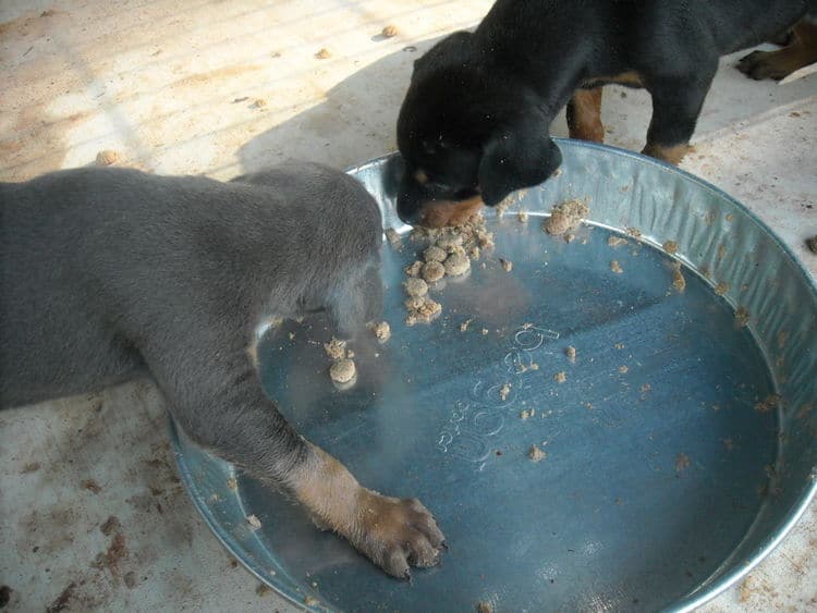 doberman puppies first food experience