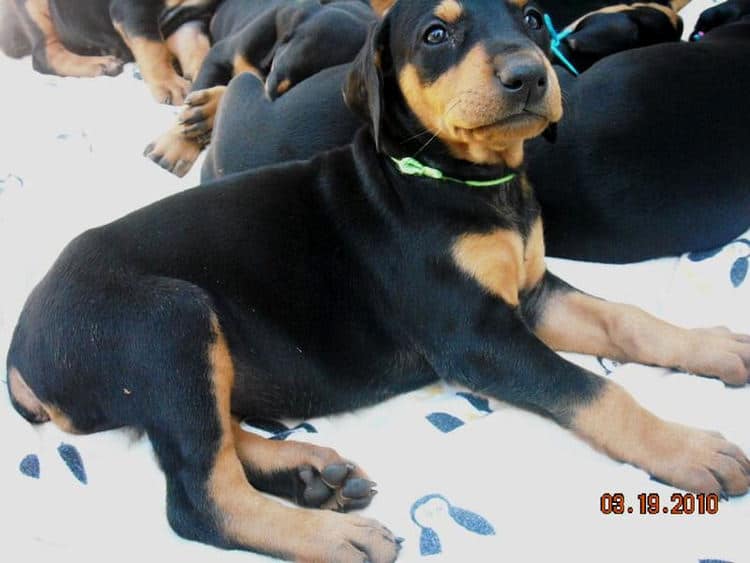 5 week old dobe pup tagged light green.  Click on picture to see more individual pics of this pup.
