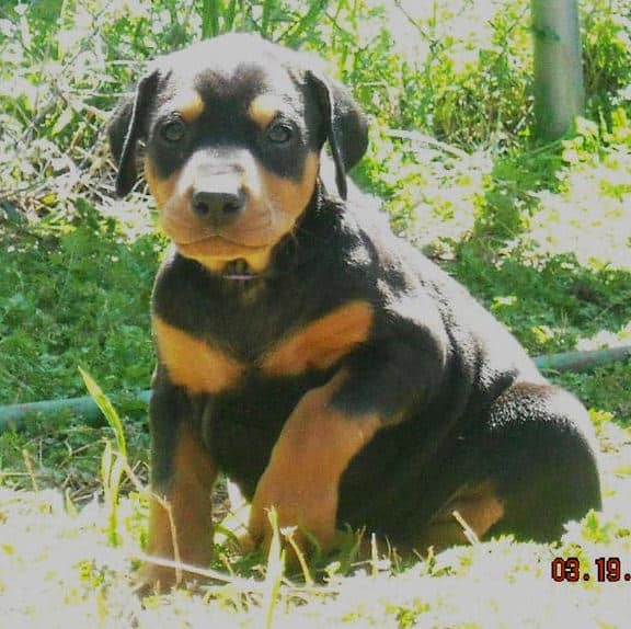 5 week old dobe pup tagged purple.  Click on picture to see more individual pics of this pup.
