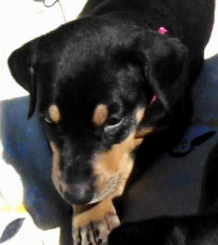 5 week old dobe pup tagged pink.  Click on picture to see more individual pics of this pup.