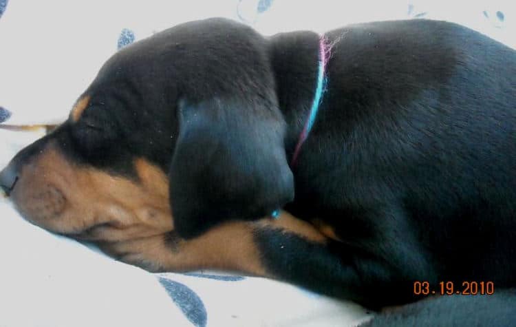 5 week old dobe pup tagged turquoise & pink.  Click on picture to see more individual pics of this pup.