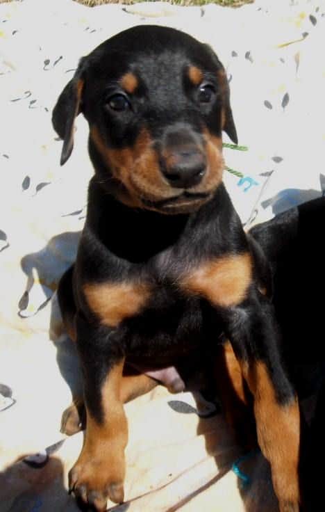 5 week old dobe pup tagged green.  Click on picture to see more individual pics of this pup.