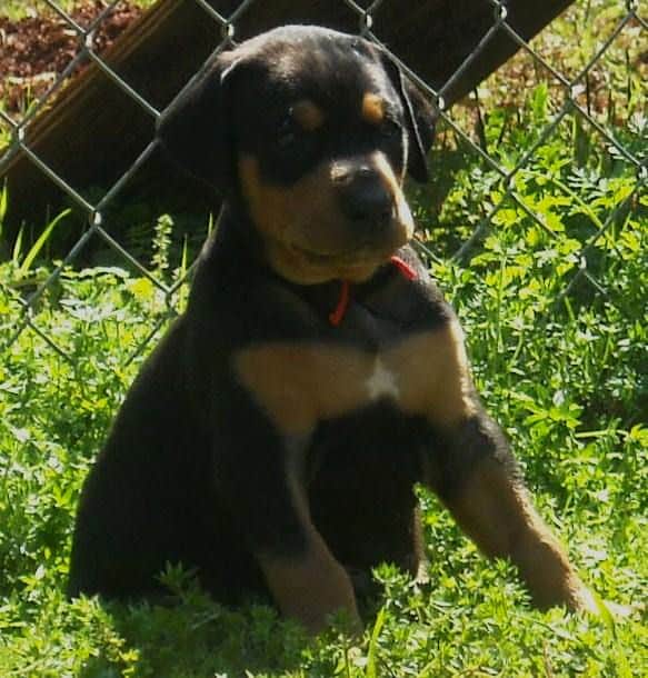 5 week old dobe pup tagged red.  Click on picture to see more individual pics of this pup.