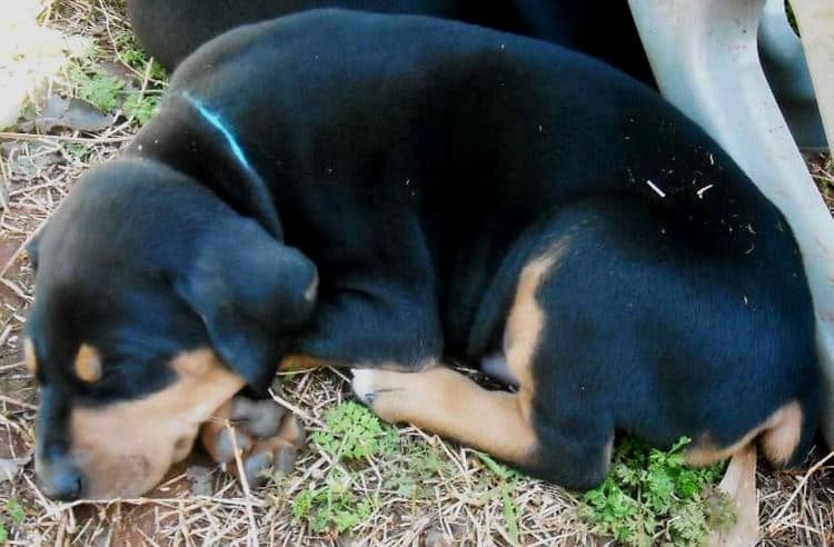 5 week old dobe pup tagged turquoise.  Click on picture to see more individual pics of this pup.