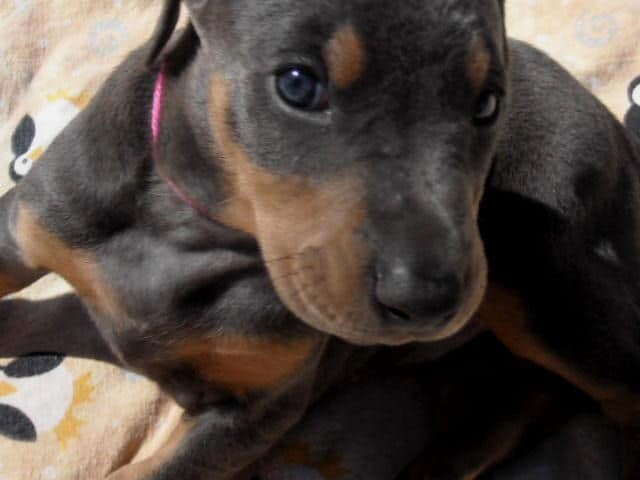 5 week old dobe pup - blue female.  Click on picture to see more individual pics of this pup.